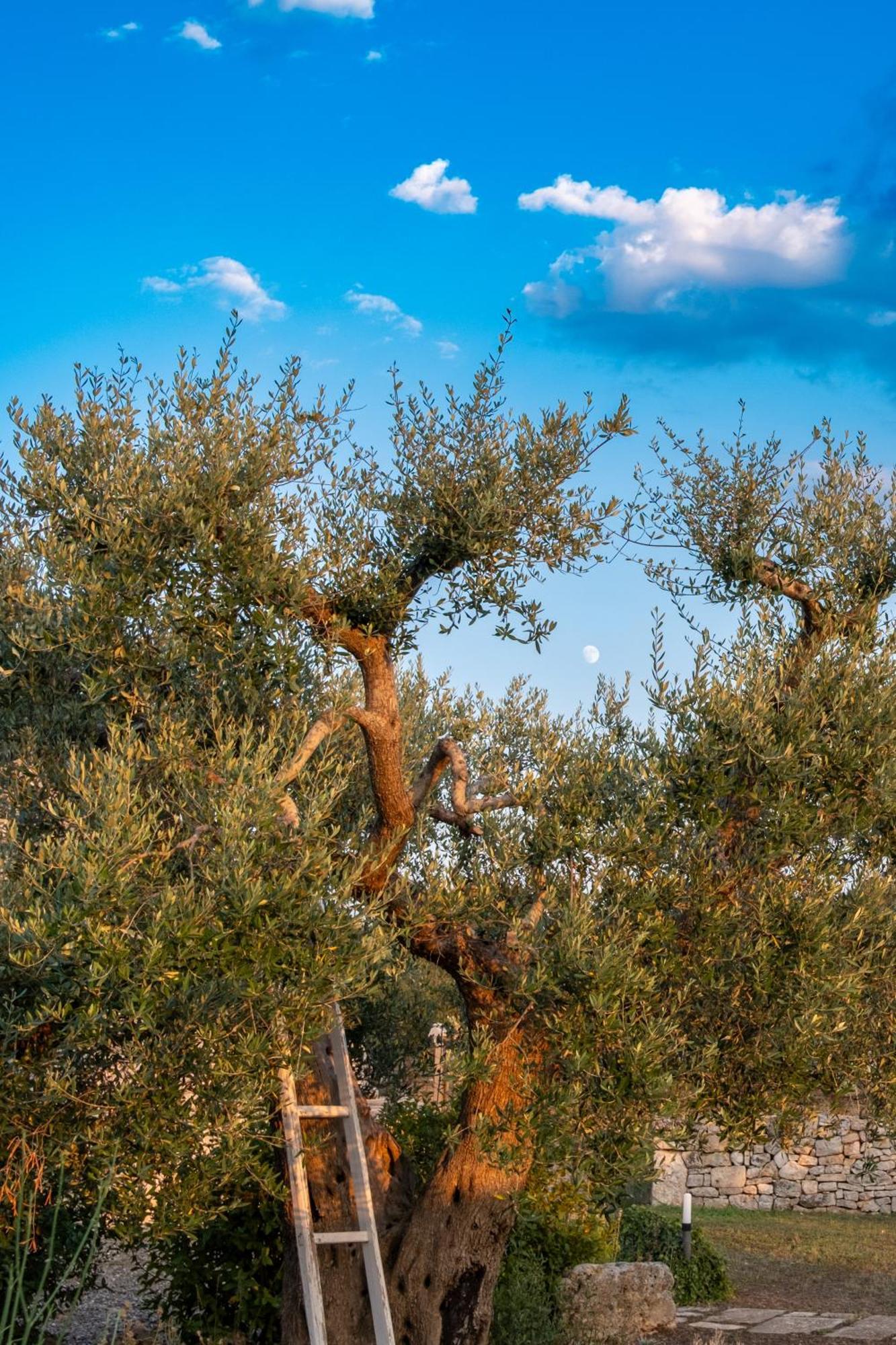 Trulli Paparale Αλμπερομπέλο Εξωτερικό φωτογραφία